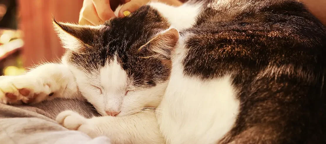 older-cat-sleeping-on-owners-lap