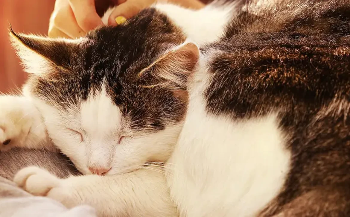 older-cat-sleeping-on-owners-lap