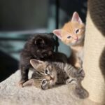 Kekec, Rožle, Mojca, Tinkara in Kosobrinček vas potrebujejo